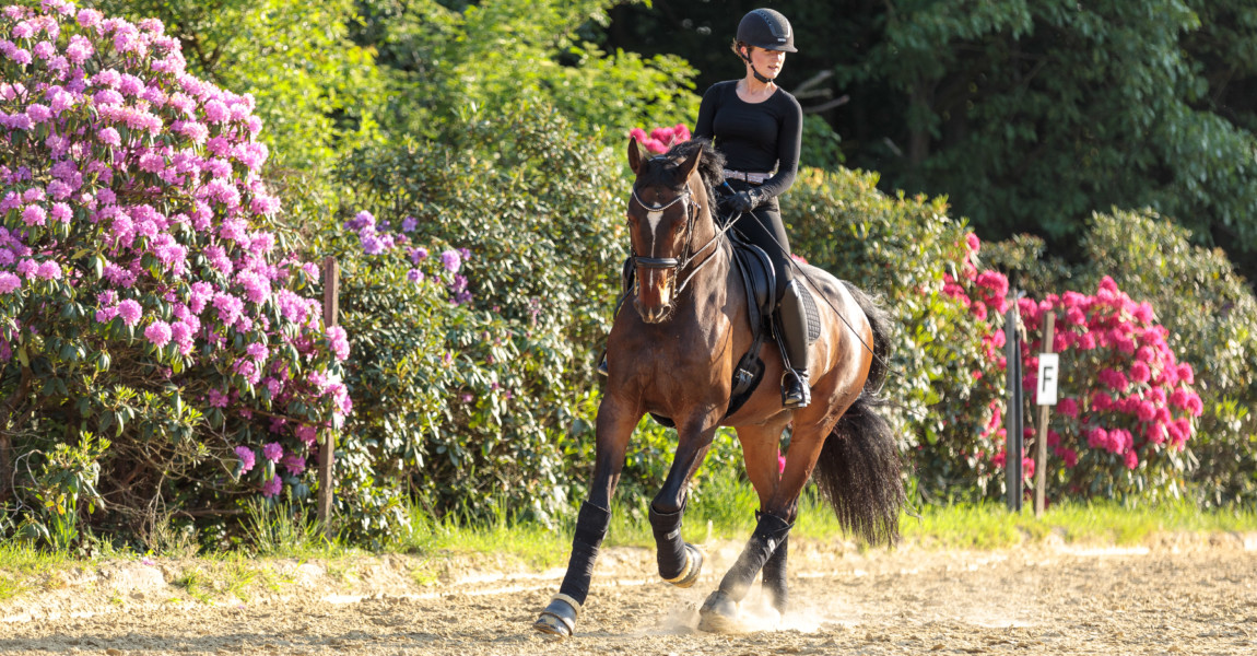 Mein Pferd Shooting für das Mein Pferd Magazin am 20.05.2020 in Gevelsberg Foto: DANIEL ELKE 