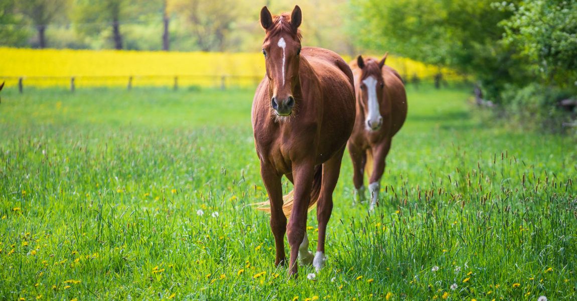 Horses In Meadow Horses Grazing On Meadow 