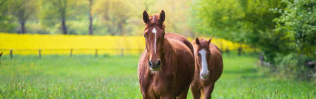 Horses In Meadow Horses Grazing On Meadow 