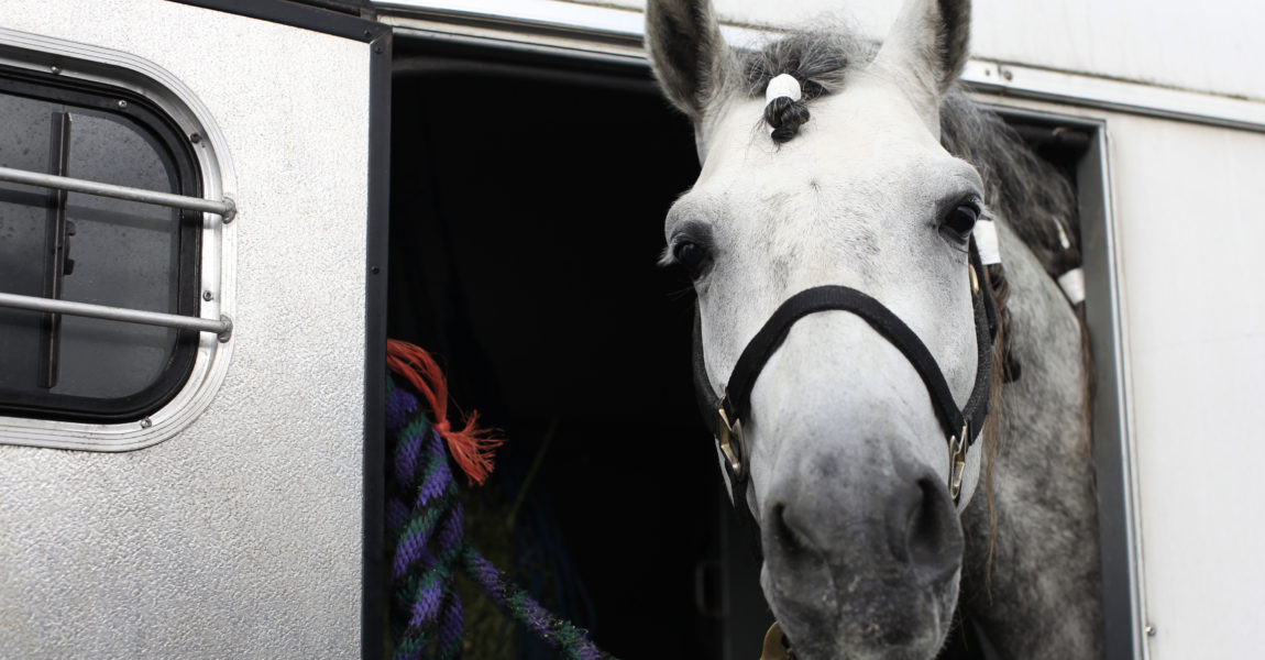Horse in Trailer White Andalusian Stallion Horse Inside of a Trailer. 