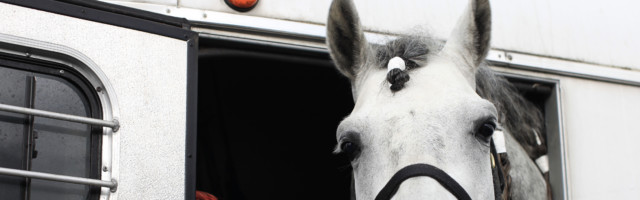 Horse in Trailer White Andalusian Stallion Horse Inside of a Trailer. 