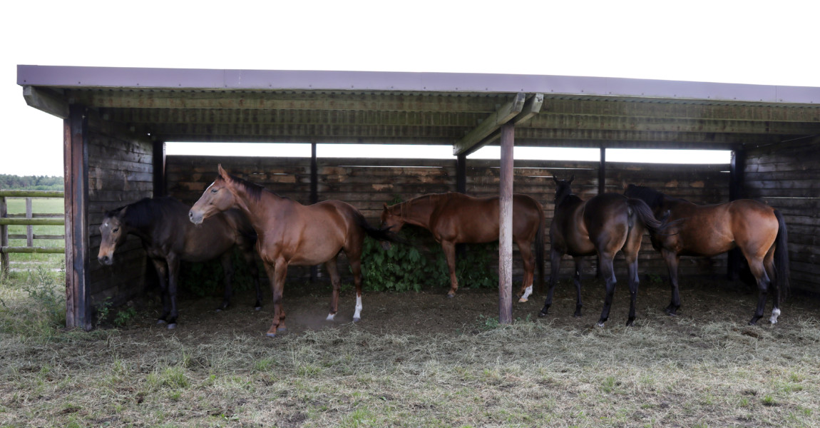 22.06.2019, Bruemmerhof, Niedersachsen, GER - Pferde stehen im Sommer auf der Weide in einem Unterstand. Gestuet Bruemme 22.06.2019, Bruemmerhof, Niedersachsen, GER - Pferde stehen im Sommer auf der Weide in einem Unterstand. Gestuet Bruemmerhof. artgerecht, aufmerksam, Aufmerksamkeit, Englisches Vollblut, Haltung, Herde, Herdenhaltung, Hitzeschutz, Holzzaun, Jahreszeit, Koppel, Koppelzaun, Offenstall, Offenstallhaltung, Pferde, Pferdehaltung, Pferdeherde, Schatten, schattig, schuetzen, Schutz, Sommer, stehen, stehend, Unterstand, unterstellen, Vollblueter, Vollblut, Wald, Waldkante, Waldrand, Weide, Weideunterstand, Weidezaun, Wetterschutz 190622D321BRUEMMERHOF.JPG *** 22 06 2019, Bruemmerhof, Lower Saxony, GER Horses stand in summer on the pasture in a shelter Stuet Bruemmerhof species-appropriate, attentive, attention, English thoroughbred, keeping, herd, herd keeping, heat protection, wooden fence, season, paddock, paddock fence, Open stable, open st 