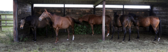 22.06.2019, Bruemmerhof, Niedersachsen, GER - Pferde stehen im Sommer auf der Weide in einem Unterstand. Gestuet Bruemme 22.06.2019, Bruemmerhof, Niedersachsen, GER - Pferde stehen im Sommer auf der Weide in einem Unterstand. Gestuet Bruemmerhof. artgerecht, aufmerksam, Aufmerksamkeit, Englisches Vollblut, Haltung, Herde, Herdenhaltung, Hitzeschutz, Holzzaun, Jahreszeit, Koppel, Koppelzaun, Offenstall, Offenstallhaltung, Pferde, Pferdehaltung, Pferdeherde, Schatten, schattig, schuetzen, Schutz, Sommer, stehen, stehend, Unterstand, unterstellen, Vollblueter, Vollblut, Wald, Waldkante, Waldrand, Weide, Weideunterstand, Weidezaun, Wetterschutz 190622D321BRUEMMERHOF.JPG *** 22 06 2019, Bruemmerhof, Lower Saxony, GER Horses stand in summer on the pasture in a shelter Stuet Bruemmerhof species-appropriate, attentive, attention, English thoroughbred, keeping, herd, herd keeping, heat protection, wooden fence, season, paddock, paddock fence, Open stable, open st 