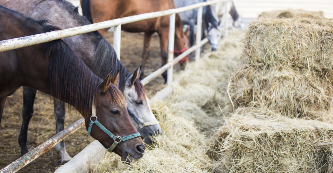 Horses eating hay at stable Beijing,China 