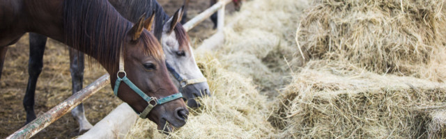 Horses eating hay at stable Beijing,China 