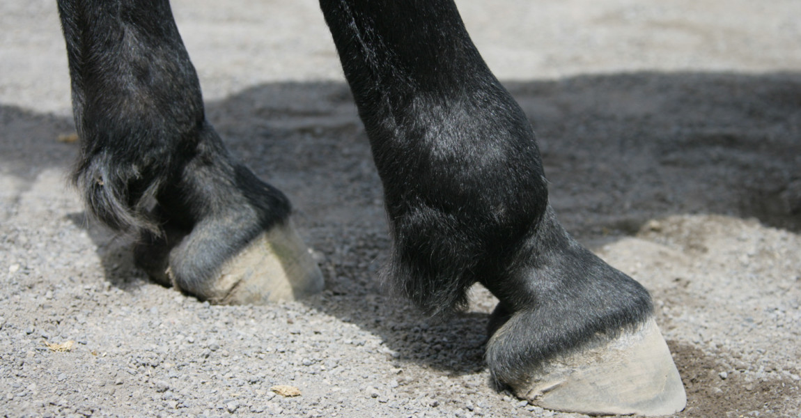 arthrose_in_fessel_10 