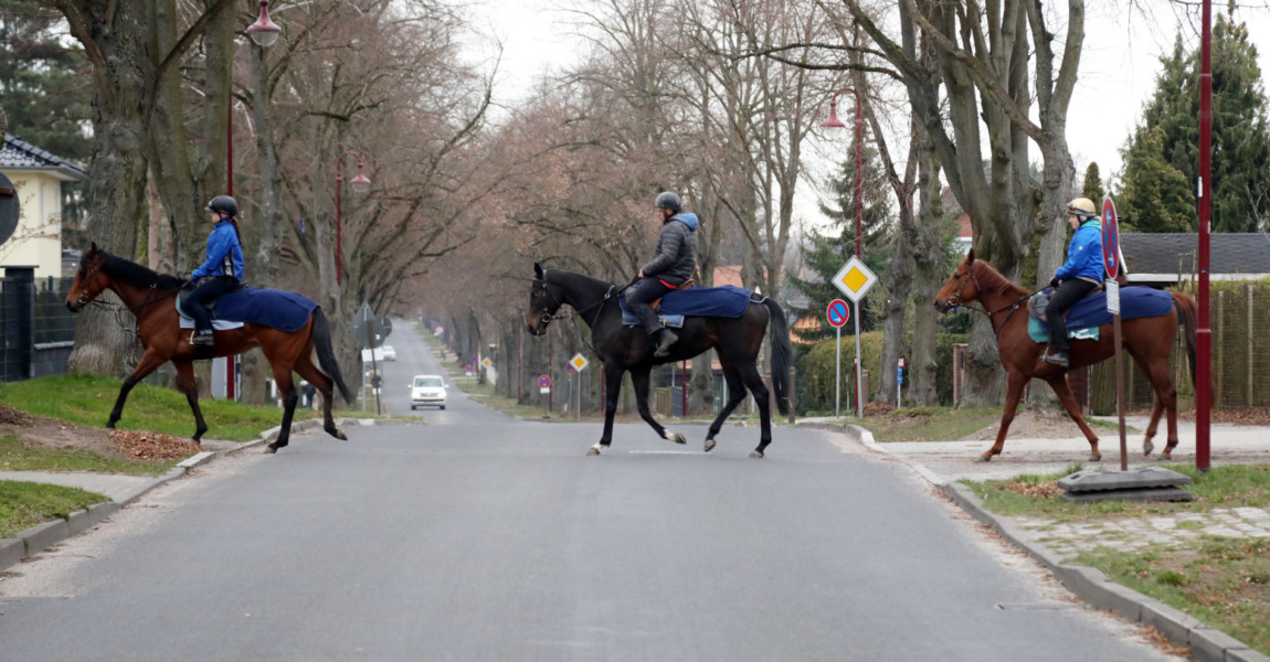 19.03.2020, Neuenhagen, Brandenburg, GER - Pferde und Reiter ueberqueren eine Strasse. (Ausreiten, Ausritt, Auto, gefaeh 19.03.2020, Neuenhagen, Brandenburg, GER - Pferde und Reiter ueberqueren eine Strasse. Ausreiten, Ausritt, Auto, gefaehrlich, Gefahr, Gefahrensituation, Pferde, Pferdesport, queren, Reiten, Reiter, Reitsport, Schritt, Strasse, ueberqueren, Unternehmung, Verkehrsteilnehmer, Vollblut, Vollblueter, Rennpferde, Morgenarbeit 200319D124NEUENHAGEN.JPG *** 19 03 2020, Neuenhagen, Brandenburg, GER Horses and riders crossing a road Riding, ride, car, dangerous, danger, dangerous situation, horses, equestrian sport, crossing, riding, rider, equestrian sport, step, road, crossing, undertaking, road user, thoroughbred, thoroughbred, racehorses, morning work 200319D124NEUENHAGEN JPG 