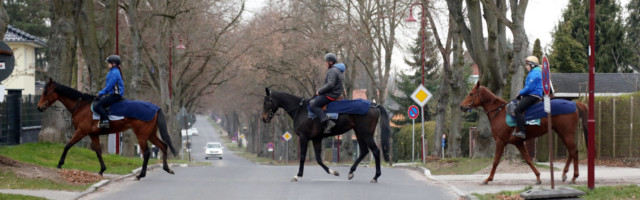 19.03.2020, Neuenhagen, Brandenburg, GER - Pferde und Reiter ueberqueren eine Strasse. (Ausreiten, Ausritt, Auto, gefaeh 19.03.2020, Neuenhagen, Brandenburg, GER - Pferde und Reiter ueberqueren eine Strasse. Ausreiten, Ausritt, Auto, gefaehrlich, Gefahr, Gefahrensituation, Pferde, Pferdesport, queren, Reiten, Reiter, Reitsport, Schritt, Strasse, ueberqueren, Unternehmung, Verkehrsteilnehmer, Vollblut, Vollblueter, Rennpferde, Morgenarbeit 200319D124NEUENHAGEN.JPG *** 19 03 2020, Neuenhagen, Brandenburg, GER Horses and riders crossing a road Riding, ride, car, dangerous, danger, dangerous situation, horses, equestrian sport, crossing, riding, rider, equestrian sport, step, road, crossing, undertaking, road user, thoroughbred, thoroughbred, racehorses, morning work 200319D124NEUENHAGEN JPG 