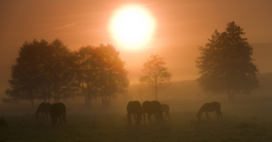 imago0056115955h Bildnummer: 56115955 Datum: 19.03.2011 Copyright: imago/blickwinkel sonnenaufgang im nebel mit grasenden pferden, deutschland, sachsen, vogtland, vogtl‰ndische schweiz sunrise over a pasture with horses, germany, saxony, vogtland, vogtl‰ndische schweiz blws268888 kbdig 2011 quer querformat vogtl‰ndische schweiz europa europ‰isch mitteleuropa mitteleurop‰isch deutschland deutsch ostdeutschland ostdeutsch sachsen s‰chsisch vogtland deutsche deutscher deutsches morgenstimmung nebel morgennebel fr¸hnebel am morgen auflˆsen auflˆsend auflˆsender auflˆsende sich auflˆsen sich auflˆsend sich auflˆsende sich auflˆsender sich auflˆsende nebel sich auflˆsender nebel sich auflˆsende morgennebel sich auflˆsender morgennebel sich auflˆsende fr¸hnebel sich auflˆsender fr¸hnebel lˆsen sich auf lˆst sich auf kulturlandschaft kulturlandschaften landschaft landschaften jahreszeit jahreszeiten herbst herbstlich feld felder gehˆlz gehˆlze pflanze pflanzen gehˆlzpflanze gehˆlzpflanzen d‰mmerung morgend‰mmerung morgengra¸n morgen morgens morgendunst morgenlicht im morgenlicht tagesanbruch bei tagensanbruch malerisch malerische malerisches malerischer pittoresk pittoreske pittoreskes pittoresker idyllisch idyllische idyllisches idyllischer stimmungsvoll stimmungsvolle stimmungsvoller stimmungsvolles idylle idyllen romantisch romantische romantischer romantisches romantik naturidylle naturidyllen landschaftliche schˆnheit naturschˆnheit landschaftlich schˆn morgenrot morgenrˆte baum b‰ume weide weiden viehweide viehweiden pferdeweide pferdeweiden tier tiere s‰ugetier s‰ugetiere huftier huftiere unpaarhufer pferd pferde schemenhaft schemenhafte schemenhafter schemenhaftes unwirklich unwirkliche unwirklicher unwirkliches herde herden pferdeherde pferdeherden gruppe gruppen fressen fressend fressende fressender fressendes grasen grasend grasende grasender grasendes weidend weidende weidender weidendes morgensonne in der morgensonne bei tages 