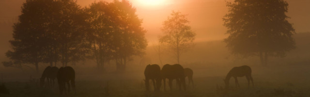 imago0056115955h Bildnummer: 56115955 Datum: 19.03.2011 Copyright: imago/blickwinkel sonnenaufgang im nebel mit grasenden pferden, deutschland, sachsen, vogtland, vogtl‰ndische schweiz sunrise over a pasture with horses, germany, saxony, vogtland, vogtl‰ndische schweiz blws268888 kbdig 2011 quer querformat vogtl‰ndische schweiz europa europ‰isch mitteleuropa mitteleurop‰isch deutschland deutsch ostdeutschland ostdeutsch sachsen s‰chsisch vogtland deutsche deutscher deutsches morgenstimmung nebel morgennebel fr¸hnebel am morgen auflˆsen auflˆsend auflˆsender auflˆsende sich auflˆsen sich auflˆsend sich auflˆsende sich auflˆsender sich auflˆsende nebel sich auflˆsender nebel sich auflˆsende morgennebel sich auflˆsender morgennebel sich auflˆsende fr¸hnebel sich auflˆsender fr¸hnebel lˆsen sich auf lˆst sich auf kulturlandschaft kulturlandschaften landschaft landschaften jahreszeit jahreszeiten herbst herbstlich feld felder gehˆlz gehˆlze pflanze pflanzen gehˆlzpflanze gehˆlzpflanzen d‰mmerung morgend‰mmerung morgengra¸n morgen morgens morgendunst morgenlicht im morgenlicht tagesanbruch bei tagensanbruch malerisch malerische malerisches malerischer pittoresk pittoreske pittoreskes pittoresker idyllisch idyllische idyllisches idyllischer stimmungsvoll stimmungsvolle stimmungsvoller stimmungsvolles idylle idyllen romantisch romantische romantischer romantisches romantik naturidylle naturidyllen landschaftliche schˆnheit naturschˆnheit landschaftlich schˆn morgenrot morgenrˆte baum b‰ume weide weiden viehweide viehweiden pferdeweide pferdeweiden tier tiere s‰ugetier s‰ugetiere huftier huftiere unpaarhufer pferd pferde schemenhaft schemenhafte schemenhafter schemenhaftes unwirklich unwirkliche unwirklicher unwirkliches herde herden pferdeherde pferdeherden gruppe gruppen fressen fressend fressende fressender fressendes grasen grasend grasende grasender grasendes weidend weidende weidender weidendes morgensonne in der morgensonne bei tages 