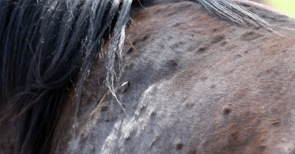 22.06.2019, Vogelsdorf, Brandenburg, GER - Pusteln auf der Haut eines Pferdes. (Allergie, allergisch, Ekzemer, Pusteln, 22.06.2019, Vogelsdorf, Brandenburg, GER - Pusteln auf der Haut eines Pferdes. Allergie, allergisch, Ekzemer, Pusteln, Ausschlag, Detail, Detailaufnahme, Hauterkrankung, Krankheit, Bremse, Insekt, Hautausschlag, Ruecken, Fell, Pferdefell, Nesselfieber 190622D262VOGELSDORF.JPG *** 22 06 2019, Vogelsdorf, Brandenburg, GER Pustules on the skin of a horse Allergy, allergic, eczema, pustules, rash, detail, detail, skin disease, disease, brake, insect, skin rash, back, fur, horse fur, nettle fever 190622D262VOGELSDORF JPG 