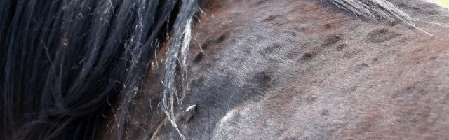 22.06.2019, Vogelsdorf, Brandenburg, GER - Pusteln auf der Haut eines Pferdes. (Allergie, allergisch, Ekzemer, Pusteln, 22.06.2019, Vogelsdorf, Brandenburg, GER - Pusteln auf der Haut eines Pferdes. Allergie, allergisch, Ekzemer, Pusteln, Ausschlag, Detail, Detailaufnahme, Hauterkrankung, Krankheit, Bremse, Insekt, Hautausschlag, Ruecken, Fell, Pferdefell, Nesselfieber 190622D262VOGELSDORF.JPG *** 22 06 2019, Vogelsdorf, Brandenburg, GER Pustules on the skin of a horse Allergy, allergic, eczema, pustules, rash, detail, detail, skin disease, disease, brake, insect, skin rash, back, fur, horse fur, nettle fever 190622D262VOGELSDORF JPG 