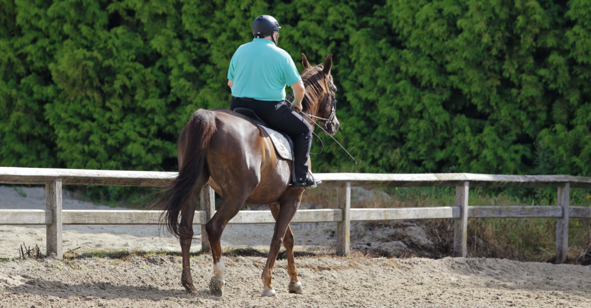 homme cavalier en surpoids sur cheval bai en manège 