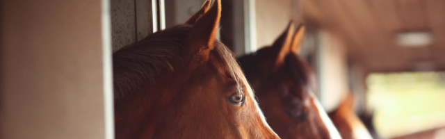 Four Horses in Stables Anglo Arab and Thoroughbred horses in stables. Chestnut horse, bay horse. 