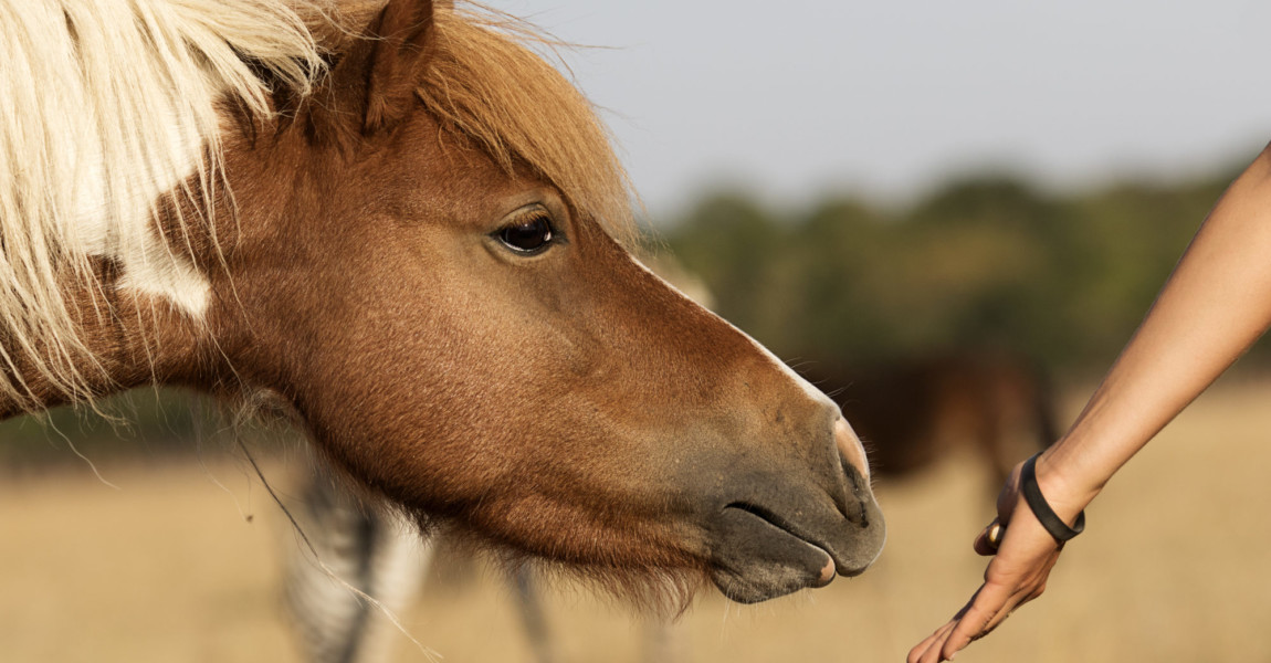 horse eats from a human hand horse eats from a human hand 