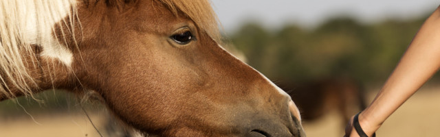 horse eats from a human hand horse eats from a human hand 