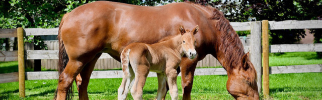 Mare-and-Foal-for-web 