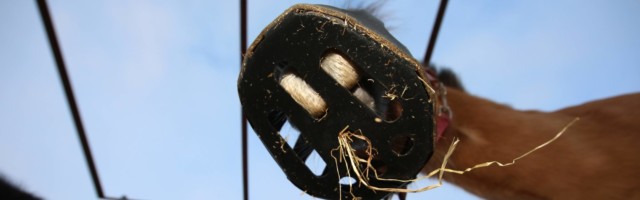 30 12 2014 Koenigs Wusterhausen Brandenburg GER Pferd mit Maulkorb versucht Heu zu fressen Ha 30.12.2014, Koenigs Wusterhausen, Brandenburg, GER - Pferd mit Maulkorb versucht Heu zu fressen. (Haltung, Pferdehaltung, Jahreszeit, Winter, Weide, Koppel, Pferd, Heu, Raufutter, Futter, Fuetterung, fuettern, fressen, Nahrungsaufnahme, Warmblut, Warmblueter, zufuettern, Zufuetterung, Fressbremse, Maulkorb, Diaet, dick, zu dick, Heuraufe, Boden-Heuraufe, Froschperspektive, Fütterung, füttern, Warmblüter, zufüttern, Zufütterung, Diät) 205D301214WUSTERHAUSEN.JPG GALOPP 30 12 2014 Koenigs Wusterhausen Brandenburg ger Horse with Muzzled tries Hay to Eating Attitude Horse stance Season Winter Pasture Koppel Horse Hay Feed Feeding Feed Eating Food intake Warm blood Warm-blooded Muzzled Diet Thick to Thick Heuraufe Bottom Heuraufe worms eye view Feeding feed Warm-blooded Supplementation Diet JPG Gallop 