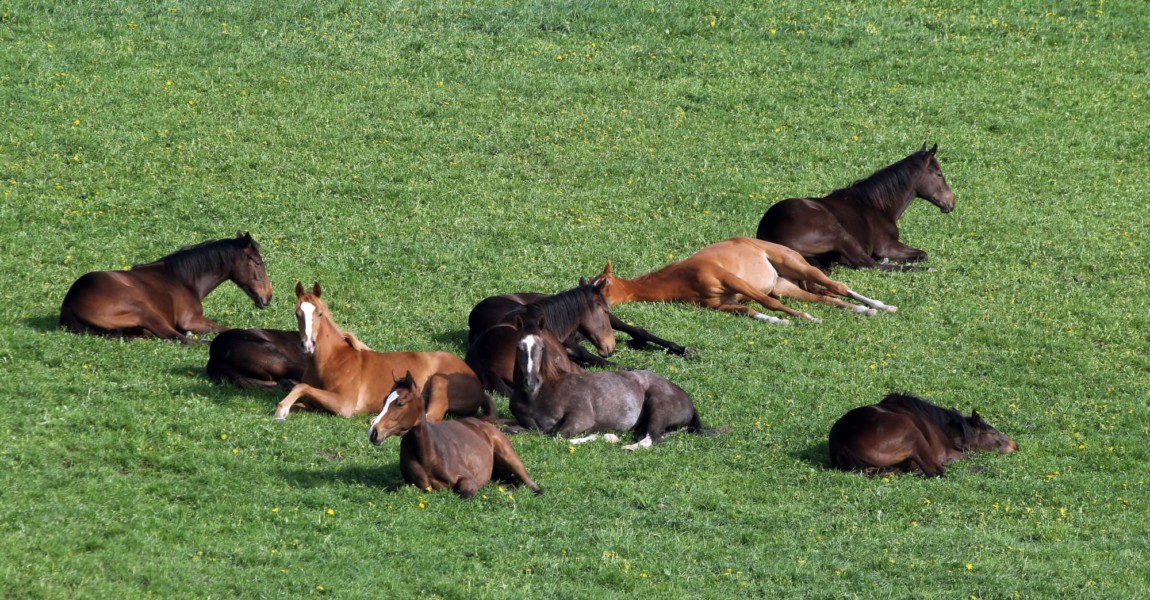 24 04 2018 Etzean Hessen GER Pferde schlafen auf der Weide Gestuet Etzean Jahreszeit Fruehl 24.04.2018, Etzean, Hessen, GER - Pferde schlafen auf der Weide. Gestuet Etzean. (Jahreszeit, Fruehling, Fruehjahr, Weide, Koppel, Haltung, Pferdehaltung, Pferde, Vollblut, Englisches Vollblut, Vollblueter, artgerecht, liegen, liegend, ausruhen, ruhen, doesen, schlafen, muede, Muedigkeit, Herde, Pferdeherde, Gruppe, dösen, müde, Müdigkeit, Frühling, Frühjahr) 180424D131ETZEAN.JPG *** 24 04 2018 Etzean Hessen GER Horses sleeping on pasture Gestuet Etzean season spring spring pasture paddock posture horse keeping horses thoroughbred English thoroughbred thoroughbred humane lying lying resting resting doesen sleeping tired tired herd horse herd group dozing tired fatigue spring spring 180424D131ETZEAN JPG 