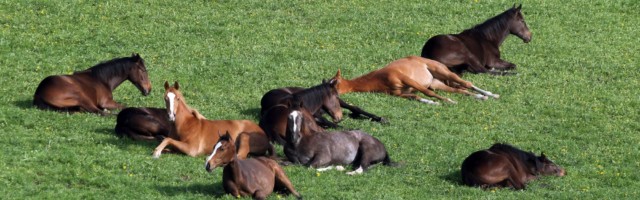 24 04 2018 Etzean Hessen GER Pferde schlafen auf der Weide Gestuet Etzean Jahreszeit Fruehl 24.04.2018, Etzean, Hessen, GER - Pferde schlafen auf der Weide. Gestuet Etzean. (Jahreszeit, Fruehling, Fruehjahr, Weide, Koppel, Haltung, Pferdehaltung, Pferde, Vollblut, Englisches Vollblut, Vollblueter, artgerecht, liegen, liegend, ausruhen, ruhen, doesen, schlafen, muede, Muedigkeit, Herde, Pferdeherde, Gruppe, dösen, müde, Müdigkeit, Frühling, Frühjahr) 180424D131ETZEAN.JPG *** 24 04 2018 Etzean Hessen GER Horses sleeping on pasture Gestuet Etzean season spring spring pasture paddock posture horse keeping horses thoroughbred English thoroughbred thoroughbred humane lying lying resting resting doesen sleeping tired tired herd horse herd group dozing tired fatigue spring spring 180424D131ETZEAN JPG 