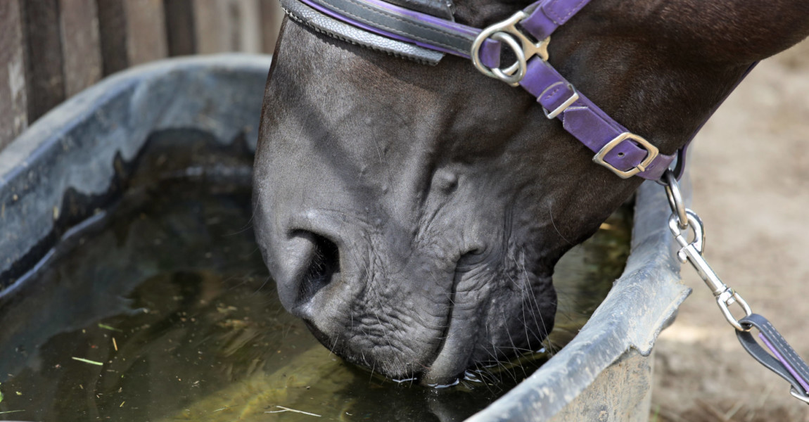 20.07.2019, Mechtersen, Niedersachsen, GER - Detailaufnahme: Pferd saeuft Wasser aus einem Trog. (Pferd, saufen, trinken 20.07.2019, Mechtersen, Niedersachsen, GER - Detailaufnahme: Pferd saeuft Wasser aus einem Trog. Pferd, saufen, trinken, durstig, Durst, Wasser, Paddock, Traenke, Haltung, Pferdehaltung, Trog, Detail, Detailaufnahme, Maul 190720D773MECHTERSEN.JPG 20 07 2019, Mechtersen, Lower Saxony, GER detail photo horse drinks water from a trough horse, drink, drink, thirsty, thirst, water, paddock, tears, attitude, horse attitude, trough, detail, detail photo, mouth 190720D773MECHTERSEN JPG 