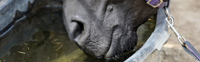 20.07.2019, Mechtersen, Niedersachsen, GER - Detailaufnahme: Pferd saeuft Wasser aus einem Trog. (Pferd, saufen, trinken 20.07.2019, Mechtersen, Niedersachsen, GER - Detailaufnahme: Pferd saeuft Wasser aus einem Trog. Pferd, saufen, trinken, durstig, Durst, Wasser, Paddock, Traenke, Haltung, Pferdehaltung, Trog, Detail, Detailaufnahme, Maul 190720D773MECHTERSEN.JPG 20 07 2019, Mechtersen, Lower Saxony, GER detail photo horse drinks water from a trough horse, drink, drink, thirsty, thirst, water, paddock, tears, attitude, horse attitude, trough, detail, detail photo, mouth 190720D773MECHTERSEN JPG 