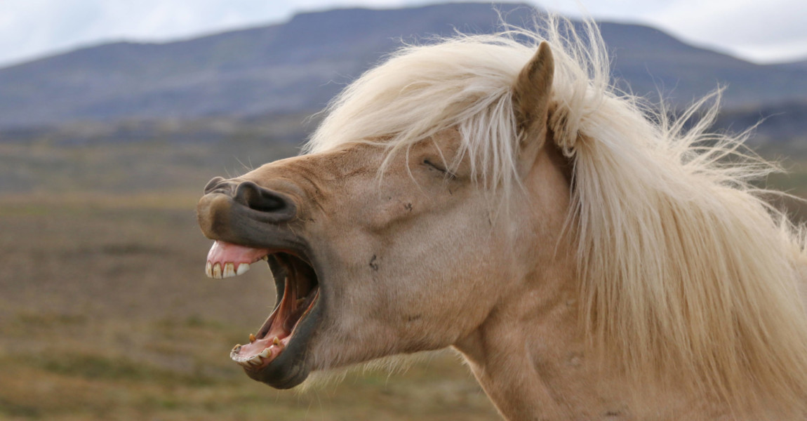 islandpferd *** icelandic horse st0-geq islandpferd *** icelandic horse st0-geq 