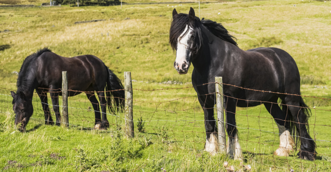 Two horses standing at a fence grazing in a field; Blanchland, Northumberland, England PUBLICATIONxINxGERxSUIxAUTxONLY C Two horses standing at a fence grazing in a field Blanchland, Northumberland, England PUBLICATIONxINxGERxSUIxAUTxONLY Copyright: MichaelxThornton 12579189 