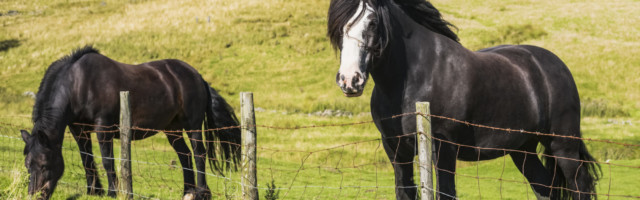Two horses standing at a fence grazing in a field; Blanchland, Northumberland, England PUBLICATIONxINxGERxSUIxAUTxONLY C Two horses standing at a fence grazing in a field Blanchland, Northumberland, England PUBLICATIONxINxGERxSUIxAUTxONLY Copyright: MichaelxThornton 12579189 