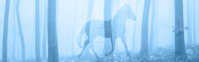Horse in the fantasy blue colored foggy fairytale forest landscape. Double exposure technique used. Horse in the fantasy blue colored foggy fairytale forest landscape. Double exposure technique used. 