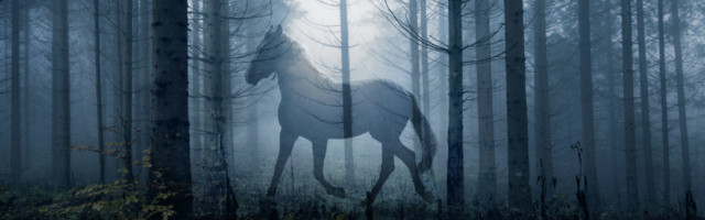 Horse in the fantasy dark fairy tale forest landscape. Double exposure technique used. Horse in the fantasy dark fairy tale forest landscape. Double exposure technique used. 