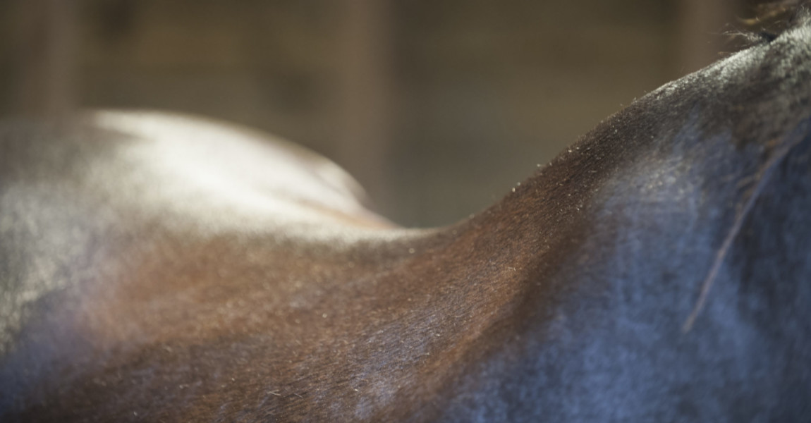 A bay horse. The neck, withers and curve of the back. 