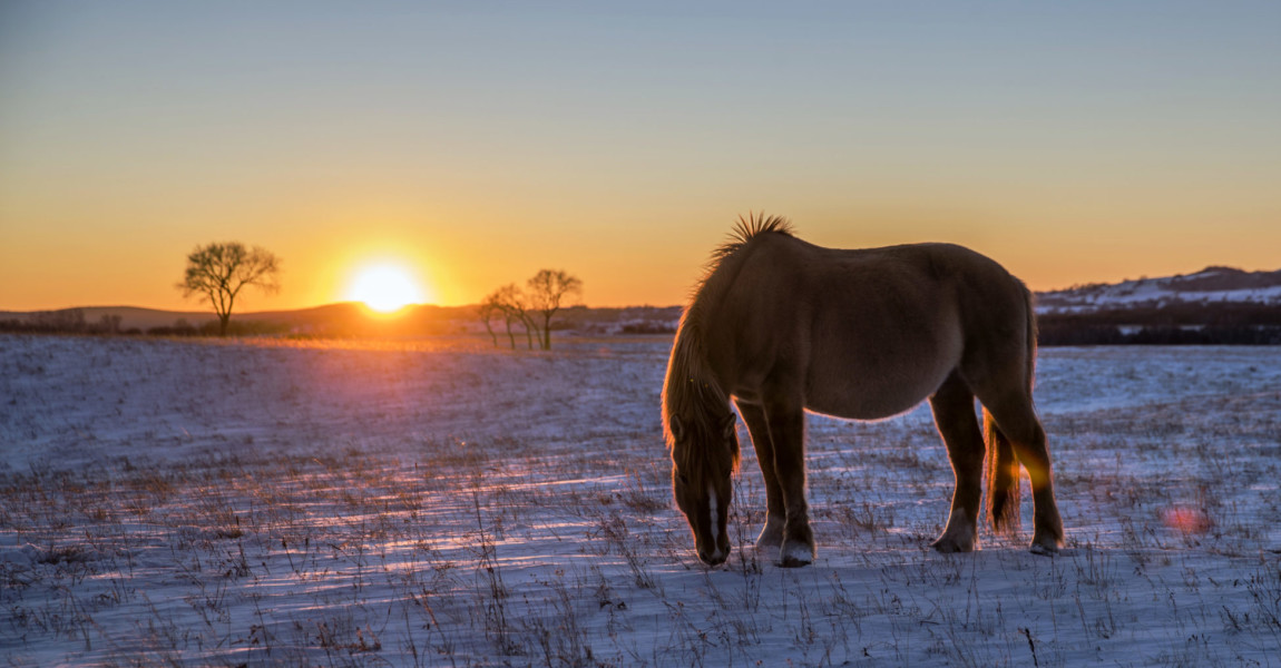 Horses Grazing in Pasture in Winter Horses Grazing in Pasture in Winter 