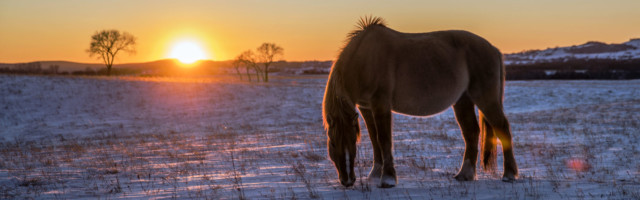 Horses Grazing in Pasture in Winter Horses Grazing in Pasture in Winter 