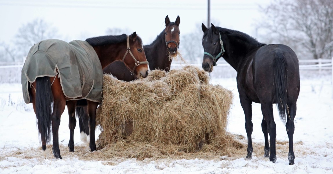 30 12 2014 Koenigs Wusterhausen Brandenburg GER Pferde fressen im Winter Heu auf der Koppel H 30.12.2014, Koenigs Wusterhausen, Brandenburg, GER - Pferde fressen im Winter Heu auf der Koppel. (Haltung, Pferdehaltung, Jahreszeit, Winter, Weide, Koppel, Pferde, Heu, Raufutter, Futter, Fuetterung, fuettern, fressen, Nahrungsaufnahme, Vollblut, Vollblueter, zufuettern, Zufuetterung, Aquarella, True Confidence, Niamara, Schnee, Fütterung, füttern, zufüttern, Zufütterung) 111D301214WUSTERHAUSEN.JPG GALOPP 30 12 2014 Koenigs Wusterhausen Brandenburg ger Horses Eating in Winter Hay on the Koppel Attitude Horse stance Season Winter Pasture Koppel Horses Hay Feed Feeding Feed Eating Food intake Full blood Full blood True Confidence Snow Feeding feed Supplementation JPG Gallop 