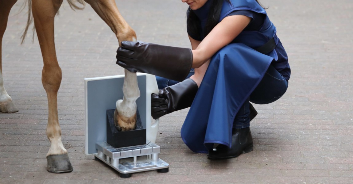 05 09 2018 Muenchehofe Brandenburg GER Tierarzthelferin bereitet die Roentgenuntersuchung eines 05.09.2018, Muenchehofe, Brandenburg, GER - Tierarzthelferin bereitet die Roentgenuntersuchung eines Strahlbeins beim Pferd vor. (Anamnese, Anamneseuntersuchung, Ankaufsuntersuchung, Diagnose, Diagnostik, Zehe, Huf, Strahlbein, medizinisch, Pferd, Roentgen, roentgen, Roentgenaufnahme, Roentgenschutz, Roentgenuntersuchung, Tiermedizin, untersuchen, Untersuchung, Veterinaermedizin, Schutzweste, Hufbock, Kittel, Durchleuchtung, Anschnitt, Detail, Detailaufnahme, Vorderbein, Tierarzthelferin, vorbereiten, Vorbereitung, Röntgen) 180905D474TIERARZT.JPG *** 05 09 2018 Muenchehofe Brandenburg GER veterinary assistant prepares the X-ray examination of a navicular bone in a horse before anamnesis anamnesis purchase examination diagnosis diagnostics toe hoof navicular medical horse X-ray roentgen x-ray x-ray x-ray protection x-ray examination vete 