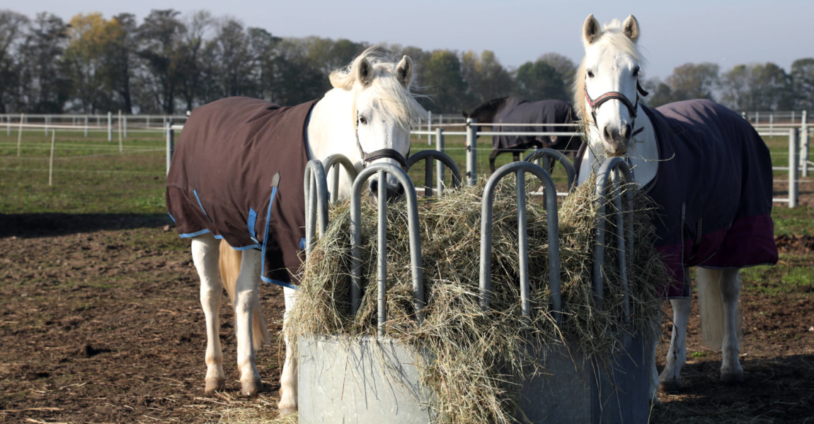 01.11.2019, Muenchehofe, Brandenburg, GER - Pferde fressen im Winter aus einer Rundballen-Heuraufe. (Haltung, Pferdehalt 01.11.2019, Muenchehofe, Brandenburg, GER - Pferde fressen im Winter aus einer Rundballen-Heuraufe. Haltung, Pferdehaltung, Jahreszeit, Winter, Koppel, Pferde, Heu, Raufutter, Futter, Fuetterung, fressen, Nahrungsaufnahme, Warmblut, Warmblueter, zufuettern, Zufuetterung, Heuraufe, Rundballen-Heuraufe, Offenstallhaltung, Decke, eingedeckt, Pferdedecke 191101D027MUENCHEHOFE.JPG *** 01 11 2019, Muenchehofe, Brandenburg, GER Horses eat from a round bale of hay hay hay hay rack in winter, horse husbandry, season, winter, paddock, horses, hay, roughage, fodder, feeding, feeding, feeding, warm blood, warm blooded, feeding, feeding, hay rack, round bale of hay hay hay, open stable, blanket, covered, horse blanket 191101D027MUENCHEHOFE JPG 