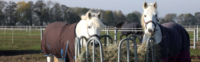 01.11.2019, Muenchehofe, Brandenburg, GER - Pferde fressen im Winter aus einer Rundballen-Heuraufe. (Haltung, Pferdehalt 01.11.2019, Muenchehofe, Brandenburg, GER - Pferde fressen im Winter aus einer Rundballen-Heuraufe. Haltung, Pferdehaltung, Jahreszeit, Winter, Koppel, Pferde, Heu, Raufutter, Futter, Fuetterung, fressen, Nahrungsaufnahme, Warmblut, Warmblueter, zufuettern, Zufuetterung, Heuraufe, Rundballen-Heuraufe, Offenstallhaltung, Decke, eingedeckt, Pferdedecke 191101D027MUENCHEHOFE.JPG *** 01 11 2019, Muenchehofe, Brandenburg, GER Horses eat from a round bale of hay hay hay hay rack in winter, horse husbandry, season, winter, paddock, horses, hay, roughage, fodder, feeding, feeding, feeding, warm blood, warm blooded, feeding, feeding, hay rack, round bale of hay hay hay, open stable, blanket, covered, horse blanket 191101D027MUENCHEHOFE JPG 