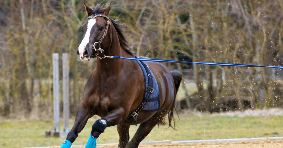 Horse Lunge Training Quarter Horse excercising with Lunge, fast Lope 