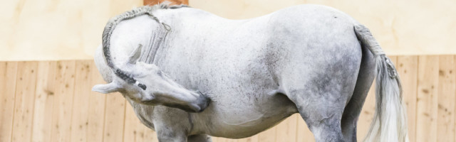 lusitano_vigo614176 