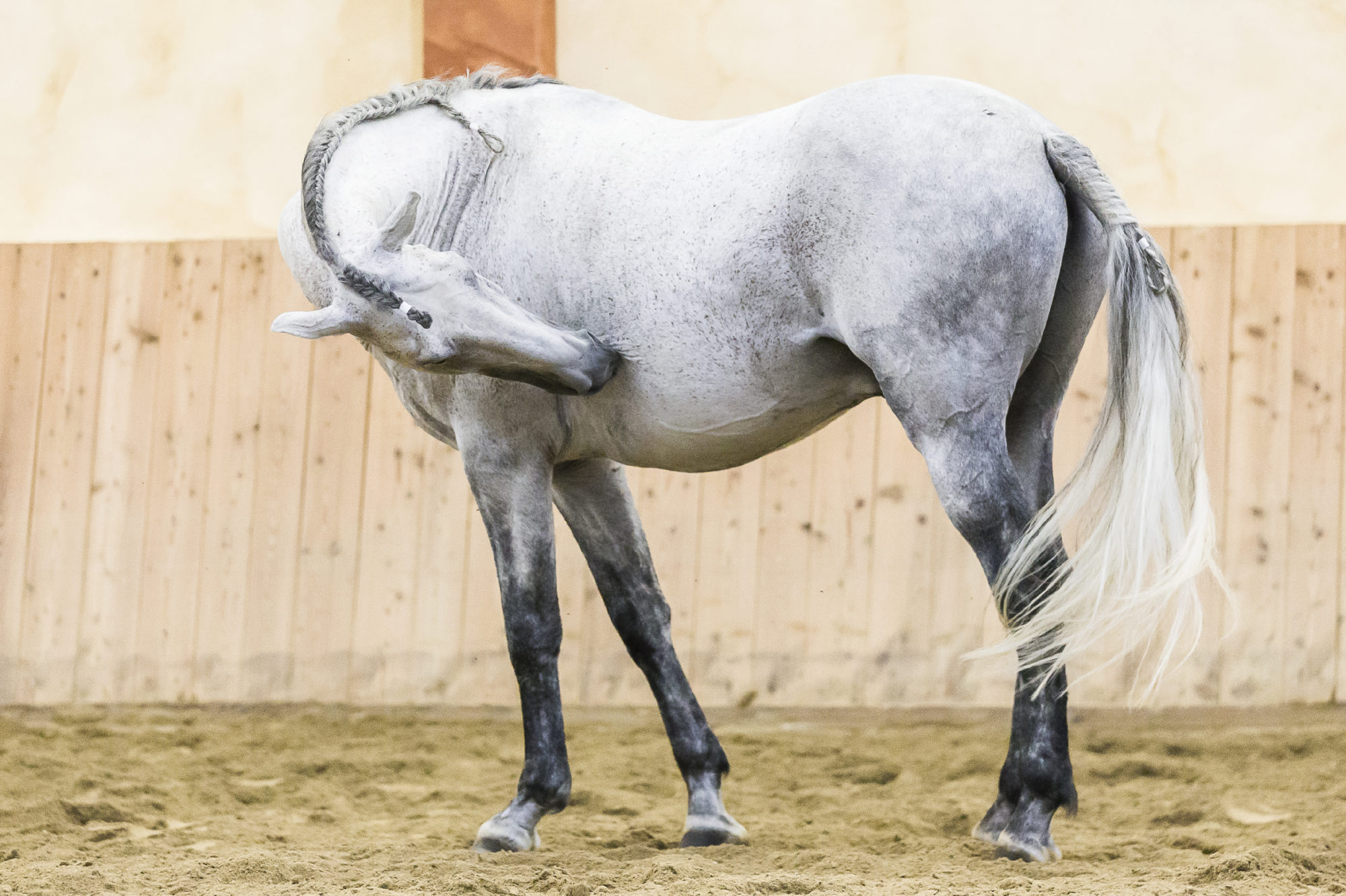 Bauchfellentzündung Pferd Nach Kolik Op