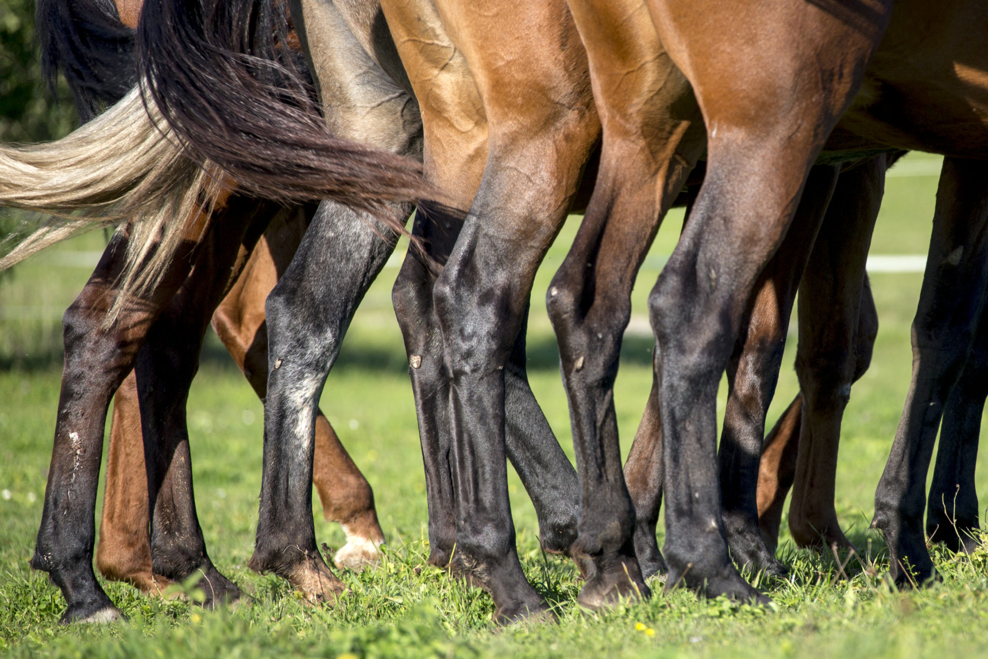 Angelaufene Beine Pferd Hitze