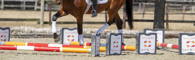 Münster - Ingrid Klimke Grundgangarten verbessern 2018 KLIMKE Ingrid (GER) Münster - Ingrid Klimke Grundgangarten verbessern 2018 07. August 2018 © www.sportfotos-lafrentz.de/Stefan Lafrentz 