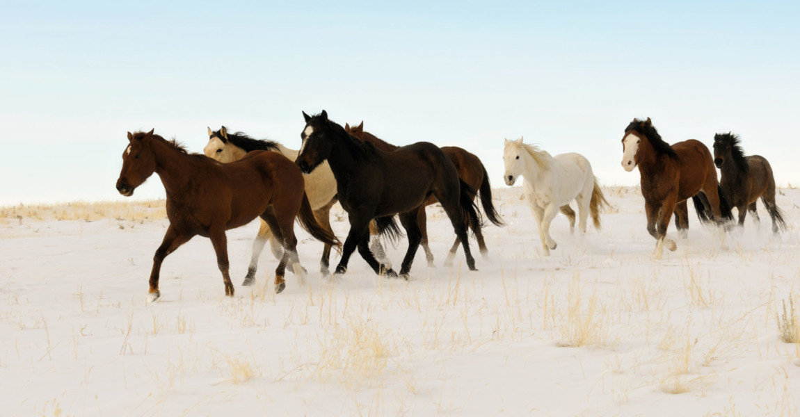Wild Horses Running Across A Snowy Winter Swept Desert A herd of wild horses running across a snowy winter swept desert. Big blue sky background and a clean horizon. Lots of copy space above and below horses. 