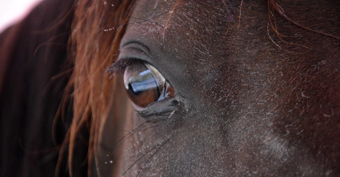 Im Horseairium in Gilten werden lungenkranke Pferde mit einer Soletherapie behandelt Die Bedampfung Im Horseairium in Gilten werden lungenkranke Pferde mit einer Soletherapie behandelt. Die Bedampfung mit Sole findet in der Führanlage statt. Gilten, 28.07.2016 Foto:xS.xDöpkex/xFuturexImage in Horseairium in Gilten will consumptive Horses with a Soletherapie treated the with Sole finds in the Führanlage instead Gilten 28 07 2016 Photo XS xDöpkex xFuturexImage 