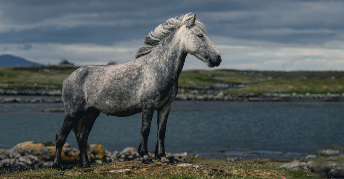 Eriskay-Stute-Bonnie2 