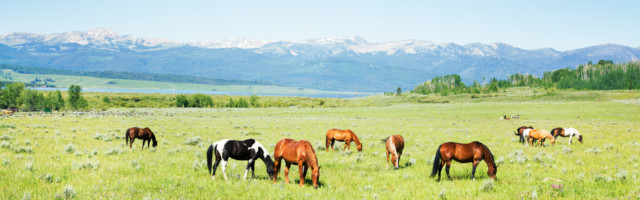 Horses grazing in Montana pastures Horses grazing in Montana pastures with the rockies in the background. 