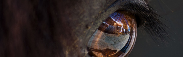 Close-Up Of Reflection In Horse Eye 