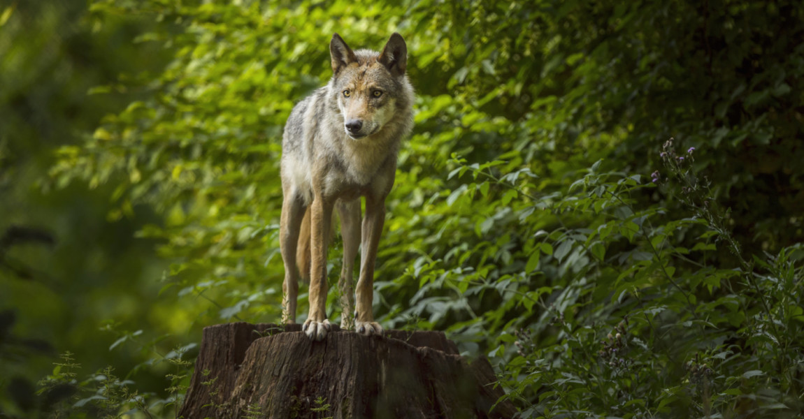 European Gray Wolf, Canis lupus lupus European Gray Wolf, Canis lupus lupus, Germany 