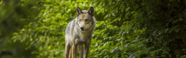 European Gray Wolf, Canis lupus lupus European Gray Wolf, Canis lupus lupus, Germany 